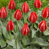 Hectarul - Ladita 900 bulbi de lalea GREIGII TULIPA Friendly Fire